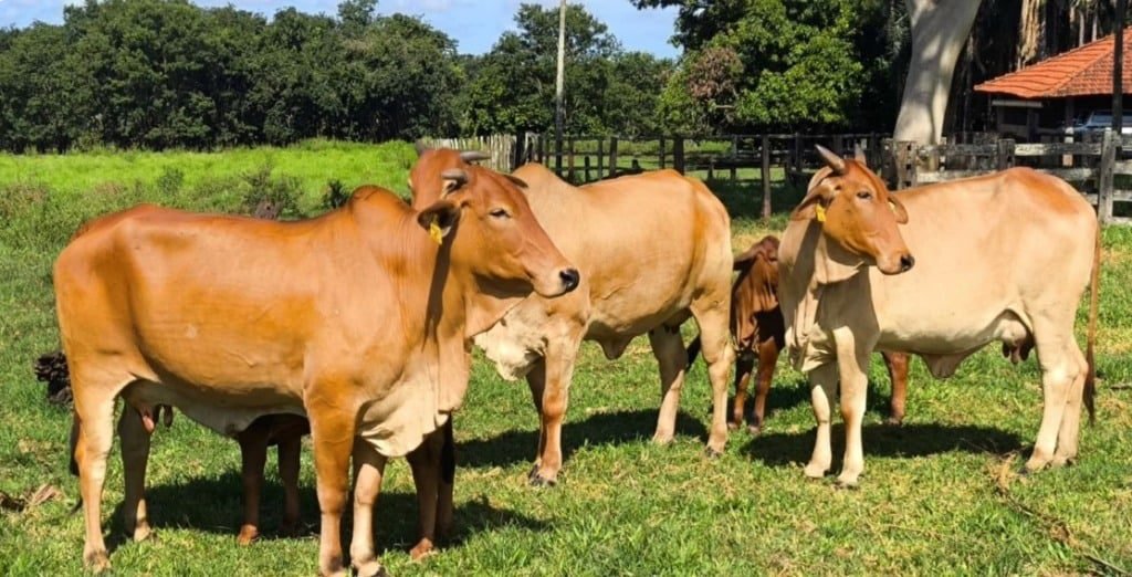 Fêmeas SindiNel cruzamento de Sindi e Nelore