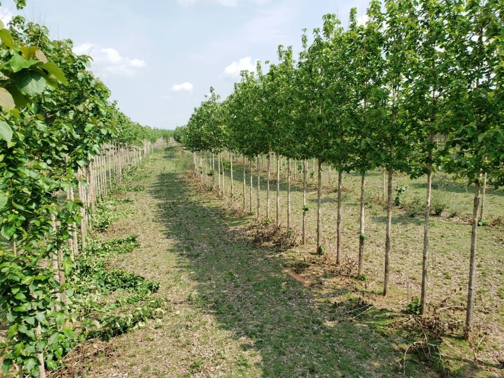 primeiros plantios Sistema Bacaeri – BoiTeca