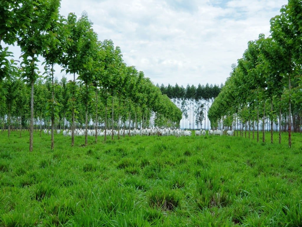 Sistema Bacaeri – BoiTeca