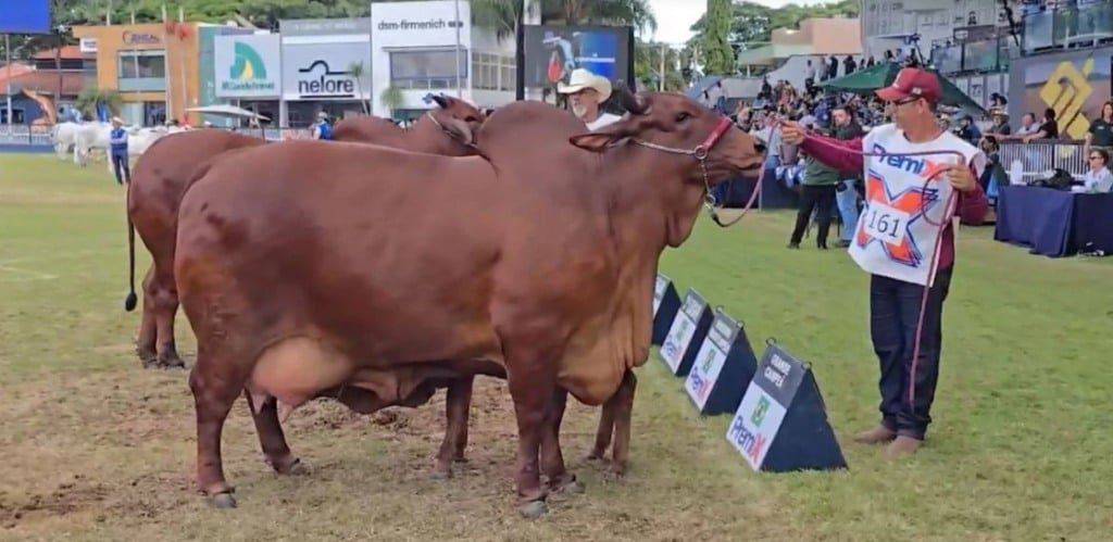 Grande campeã da Raça Sindi na Expozebu 2024