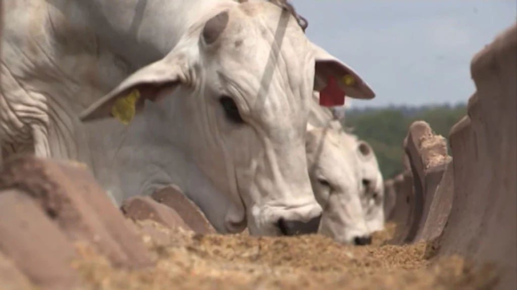 Bovino de corte em confinamento. Foto: Reprodução/Giro do Boi