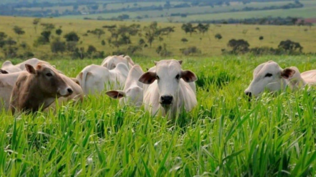 Bovinos de corte em área de pasto. Foto: Canva
