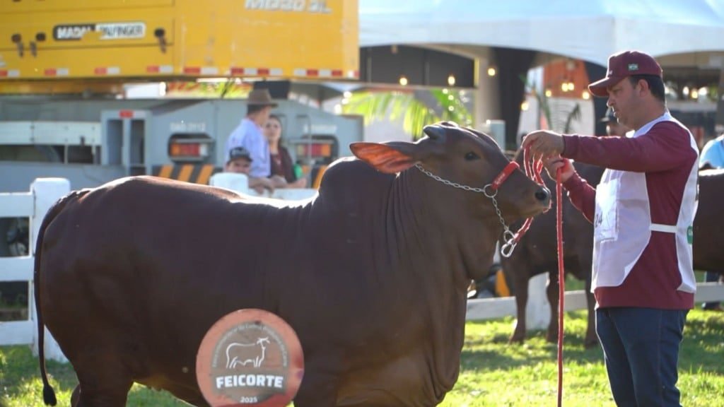 Julgamento de raças durante a Feicorte 2025. Foto: Reprodução/Giro do Boi