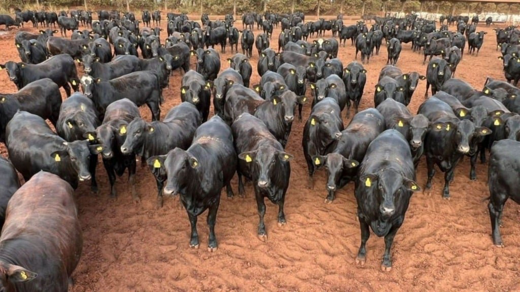Bovinos super precoces da Agropecuária Maragogipe. Foto: Divulgação/Agropecuária Maragogipe