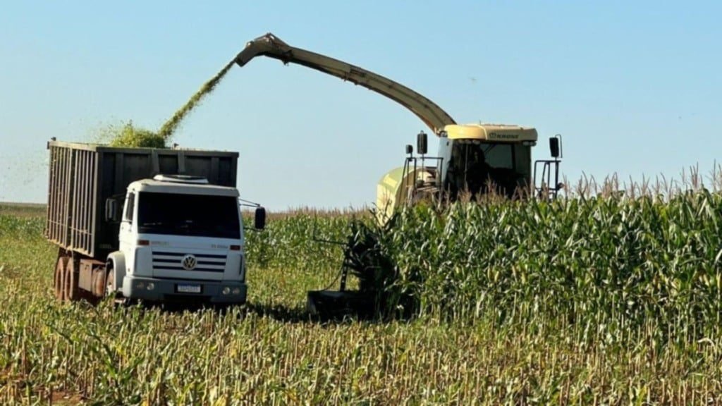 Colheita de silagem para a alimentação do gado na Agropecuária Maragogipe. Foto: Reprodução/Agropecuária Maragogipe
