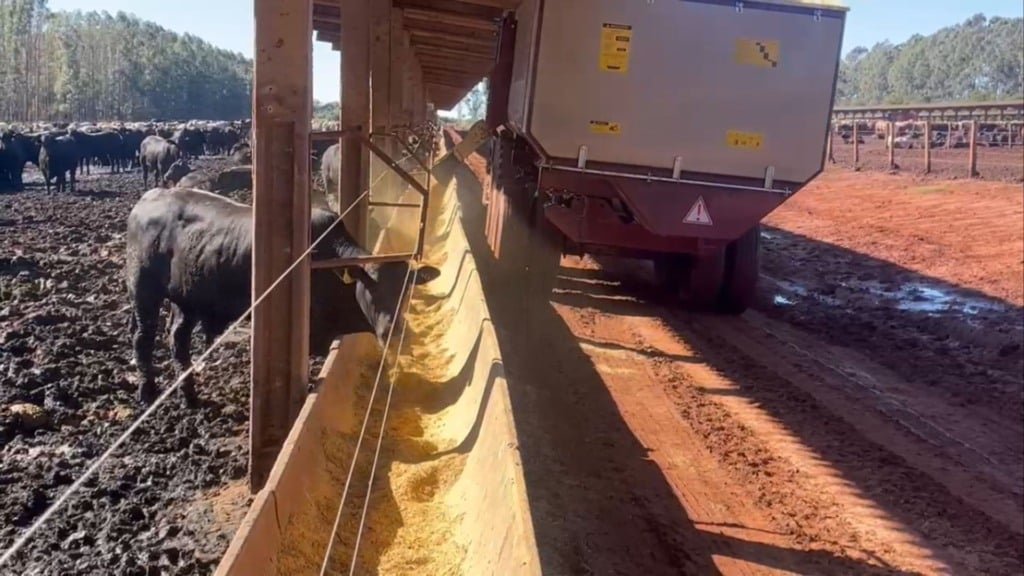 Bovinos com sangue Angus em confinamento na Agropecuária Maragogipe. Foto: Reprodução/Agropecuária Maragogipe