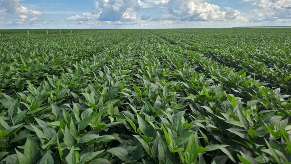 Lavoura de soja em áreas de cultivo na Agro Penido. Foto: Divulgação/Agro Penido