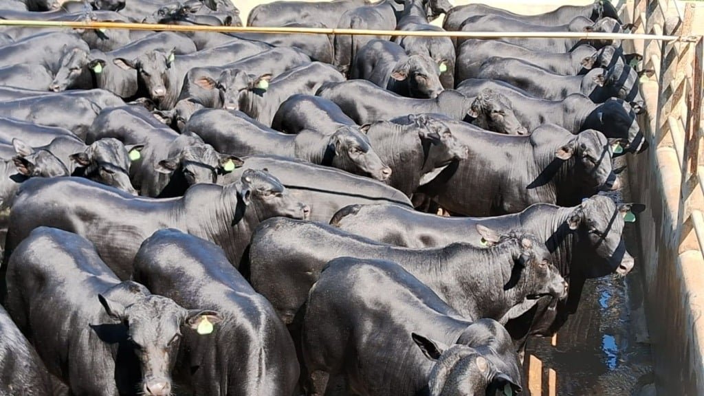 Bovinos meio-sangue Angus em área de curral. Foto: Divulgação/Friboi Itapetinga (BA)