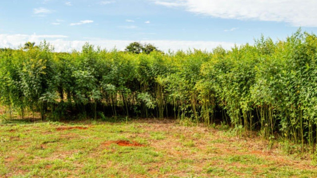 Feijão-guandu - BRS Guatã - Foto: Juliana Sussai/Embrapa Pecuária Sudeste