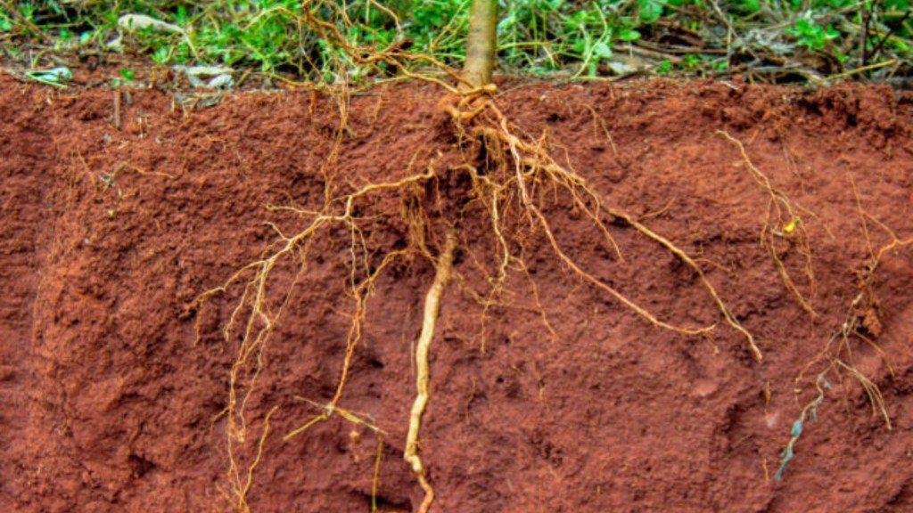 Enraizamento do Feijão-guandu - BRS Guatã - Foto: Juliana Sussai/Embrapa Pecuária Sudeste