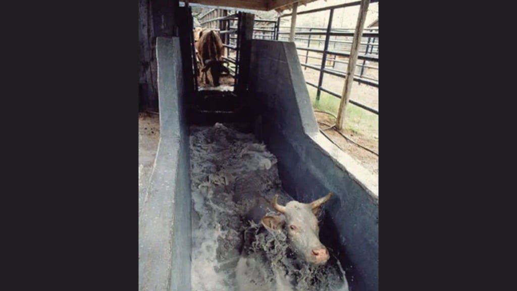 Bovino em banho de imersão contra parasitos. Foto: Divulgação