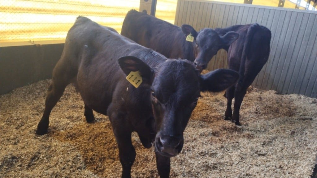 Bezerros cruzados e Angus com matriz holandesa. Foto: Moroz, Michail. 2025