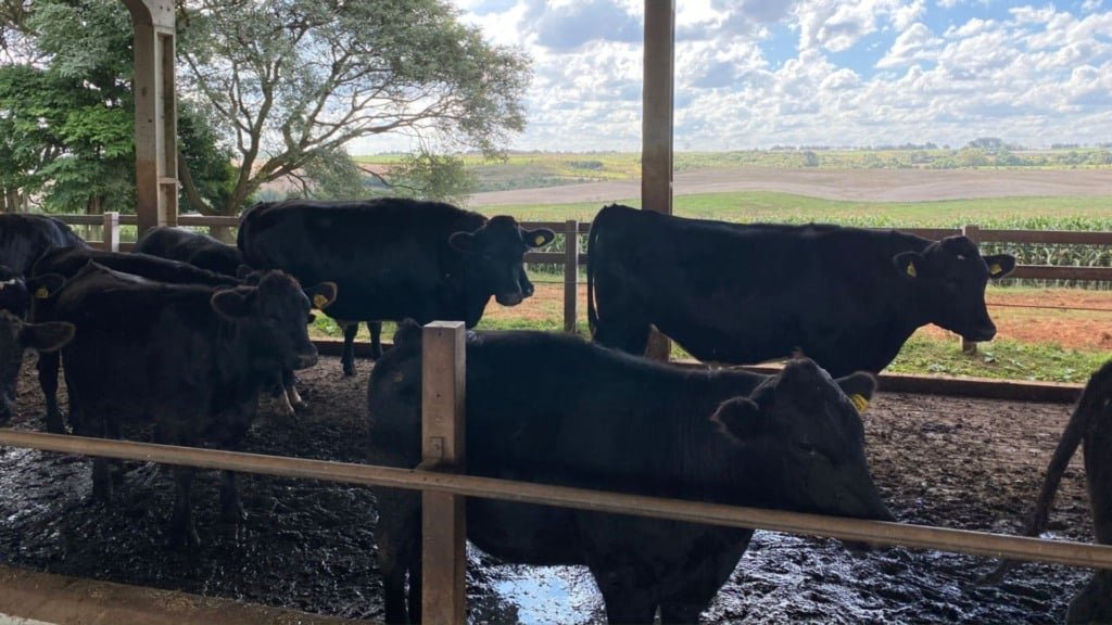 Bezerros cruzados e Angus com matriz holandesa. Foto: Moroz, Michail. 2025