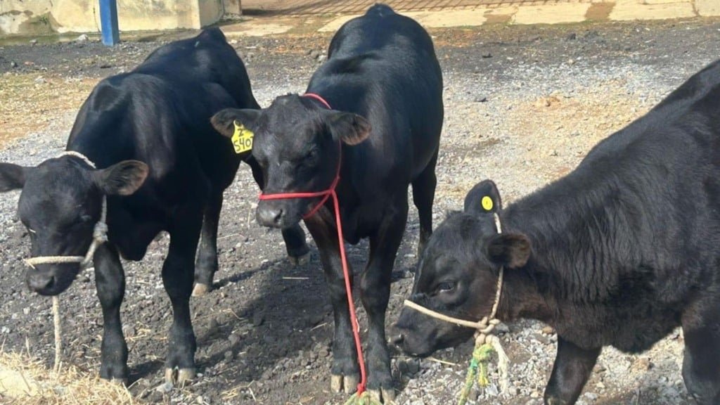 Bezerros Angus PO que nasceram através de técnica de edição genética. Foto: Rubens Neiva/Embrapa Gado de Leite