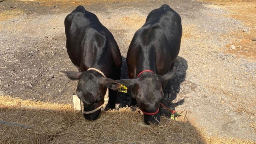 Bezerros Angus PO que mais expressaram a edição genética, com pêlo mais curto. Foto: Rubens Neiva/Embrapa Gado de Leite