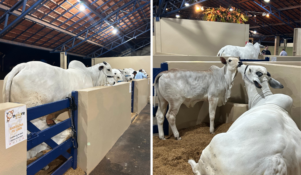 Curral do Leilão Elo de Raça na 90ª Expozebu (MG)