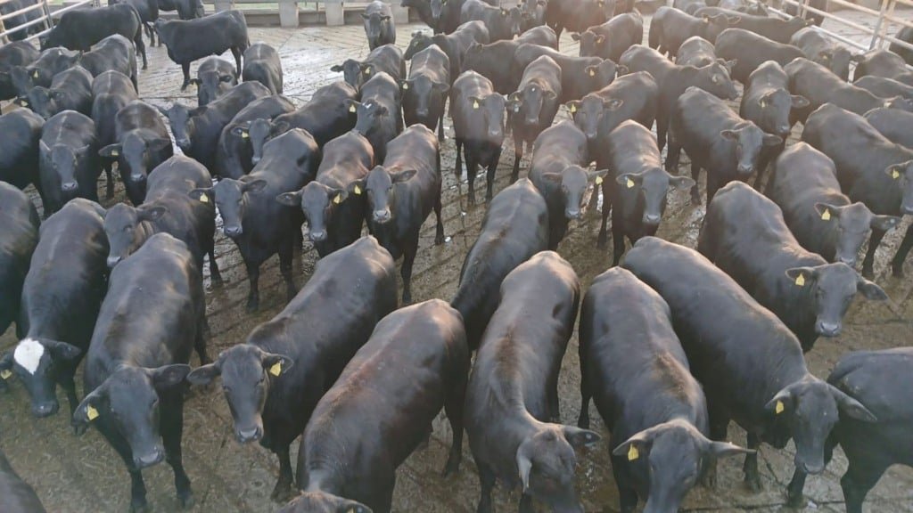 Bovinos meio-sangue Angus da Fazenda Bom Jesus, lá em Bela Vista (MS). Foto: Divulgação/Friboi CPG Campo Grande (MS)