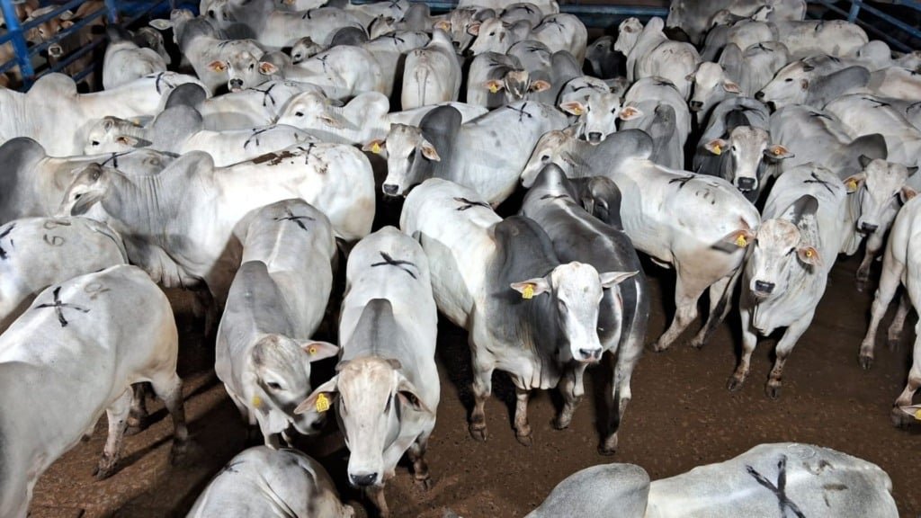 A iniciativa tem como foco o uso de aditivos nutricionais que ajudam a melhorar o desempenho do rebanho. Foto: Divulgação/Friboi Lins (SP)