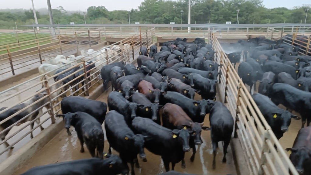 O lote de 170 novilhas Angus meio-sangue atingiu média de 287 kg de carcaça, o equivalente a 19,1 arrobas. Foto: Divulgação/Friboi de Vilhena (RO)