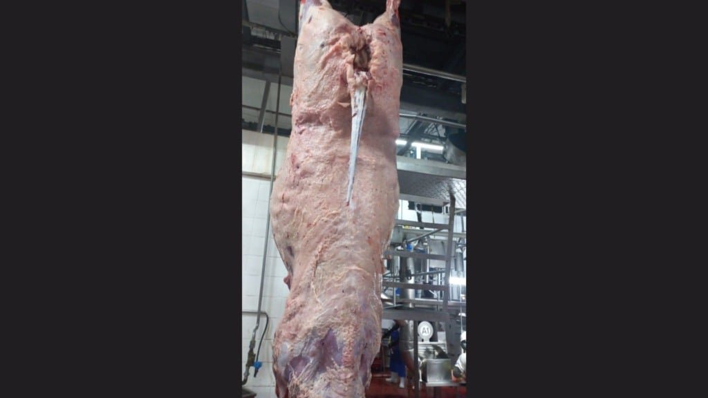 Detalhe da carcaça de uma das novilhas abatidas. Foto: Divulgação/Friboi de Vilhena (RO)