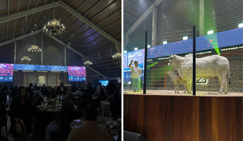 Tatersal Ivo Zoller, Fazenda Realeza - Agrozoller (MS)