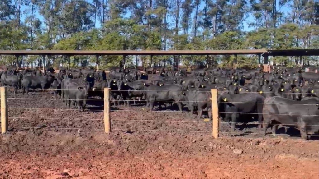 Bovinos com sangue Angus em confinamento na Agropecuária Maragogipe. Foto: Reprodução/Agropecuária Maragogipe