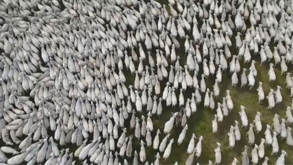 Bovinos da raça Nelore. Foto: Divulgação