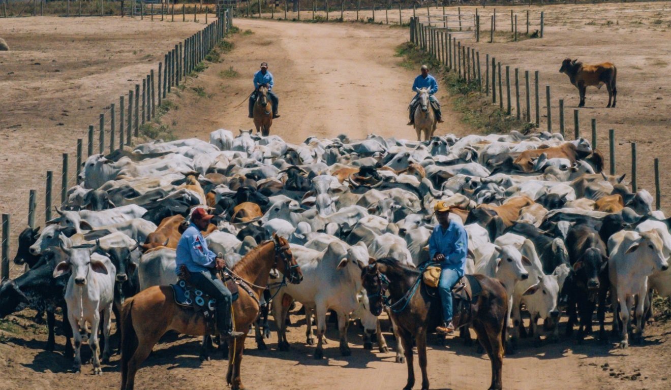 Pecuária com visão de futuro_ desafios e oportunidades
