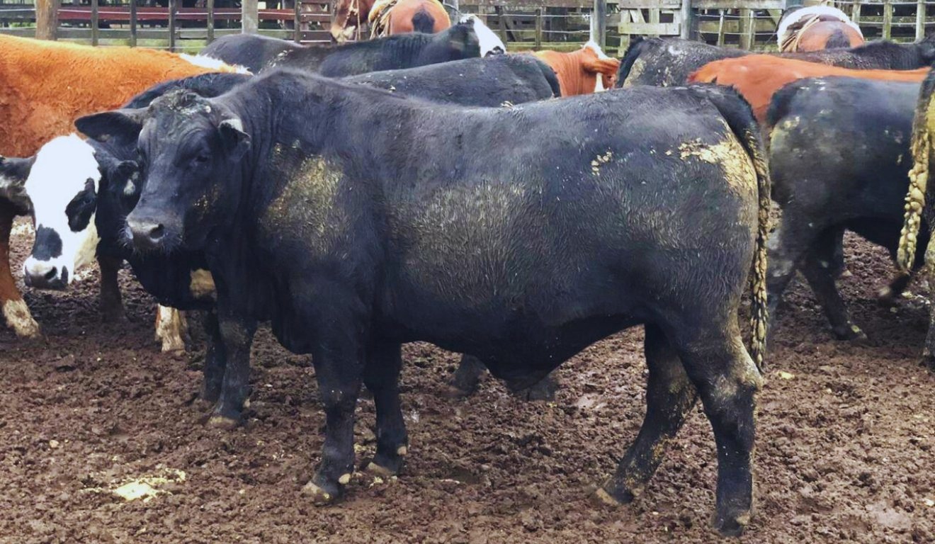 Rebanho do Grupo Ceolin