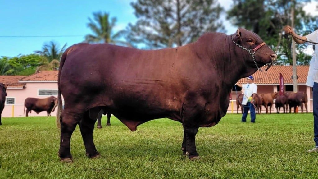 Touro reprodutor da raça Santa Gertrudis. Foto: Divulgação/ABSG