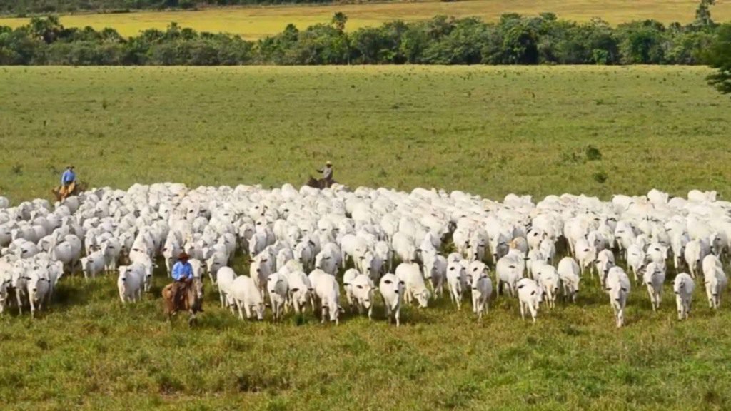 Lote de vacas e novilhas em área de pasto. Foto: Reprodução