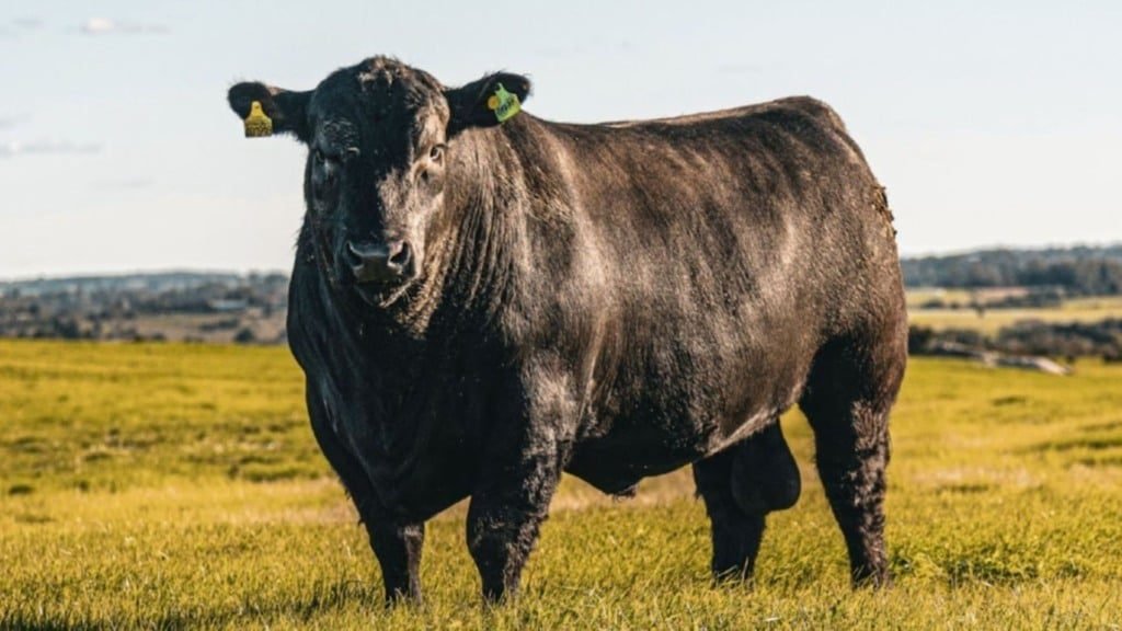 Reprodutor da raça Angus. Foto: ABA