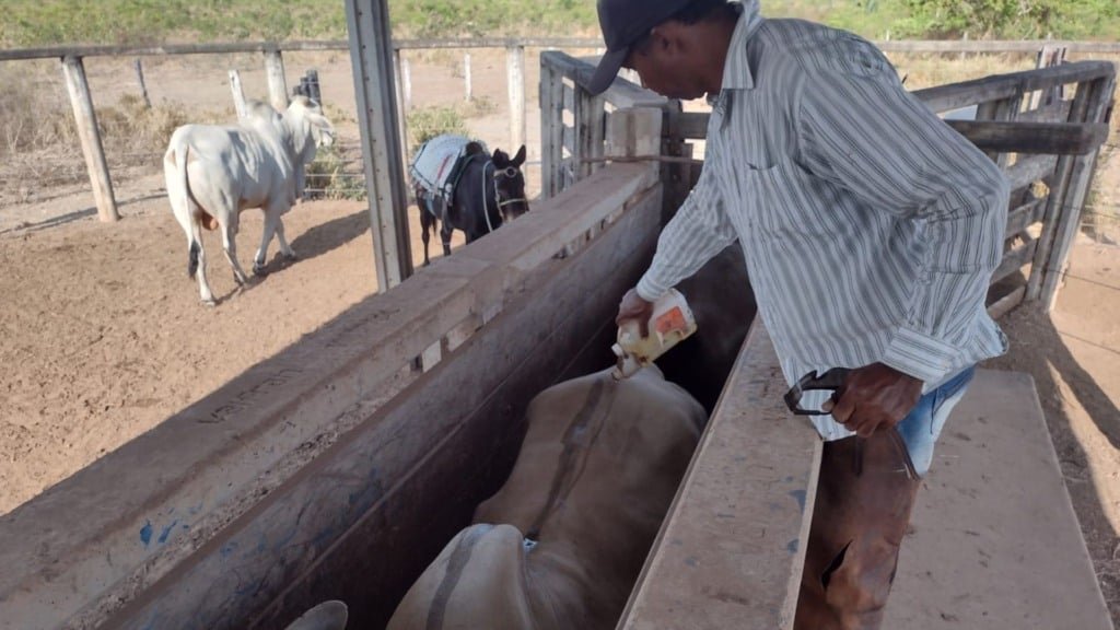 Aplicação de pour on em bovinos de corte. Foto: Arquivo pessoal/Guilherme Vieira