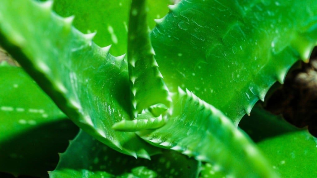 Detalhe da babosa. Foto: Canva