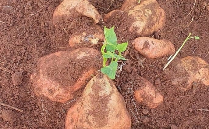 batata-doce ornamental