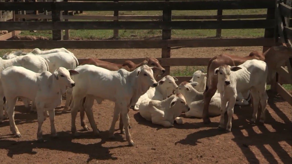 Bezerros de corte em área de curral. Foto: Reprodução