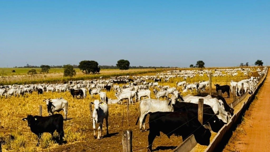 Boitel da Fazenda Sonho Real em Terenos (MS). Foto: Divulgação/Friboi