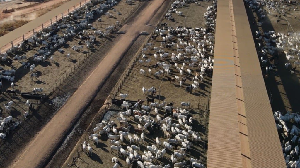 Bovinos de corte em confinamento. Foto: Reprodução
