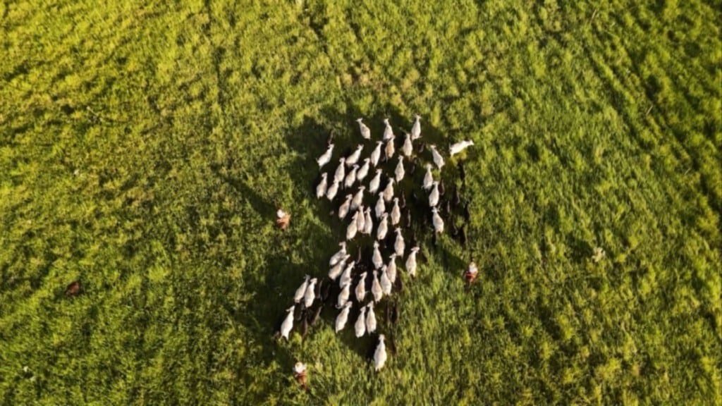 Bovinos em área de pasto. Foto: Reprodução