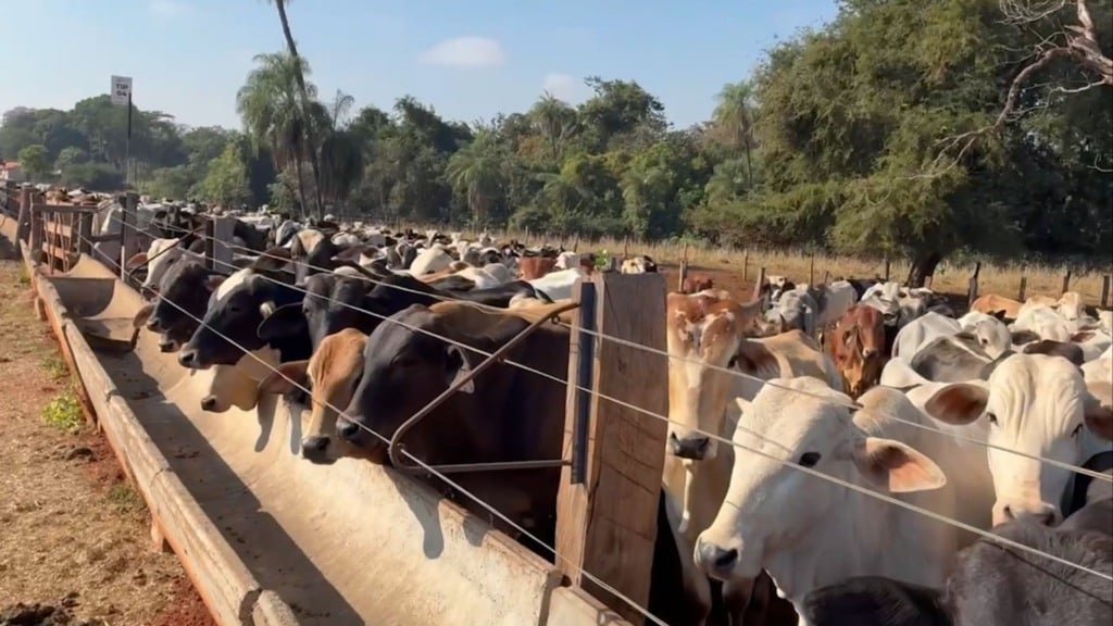 Bovinos de corte em área de alimentação no cocho. Foto: Reprodução