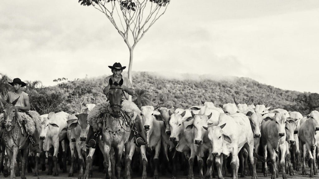 Rebanho bovino em área de pasto. Foto: Canva