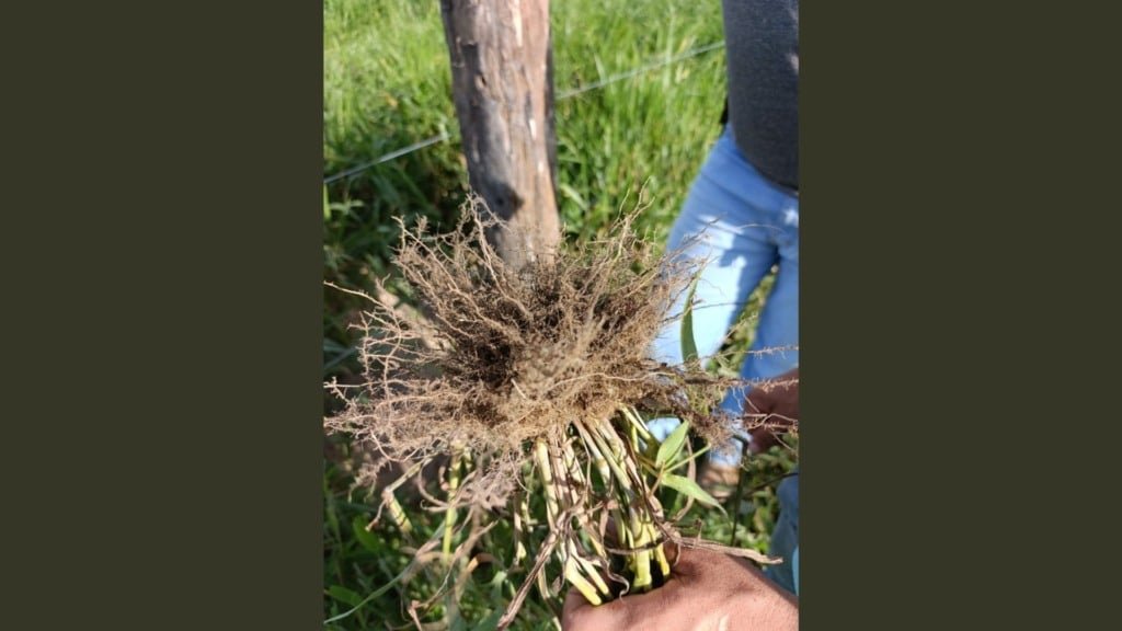 Detalhe do sistema radicular do capim "quebra-fazendeiro" ou capim Custódio. Foto: Salim Jacaúna