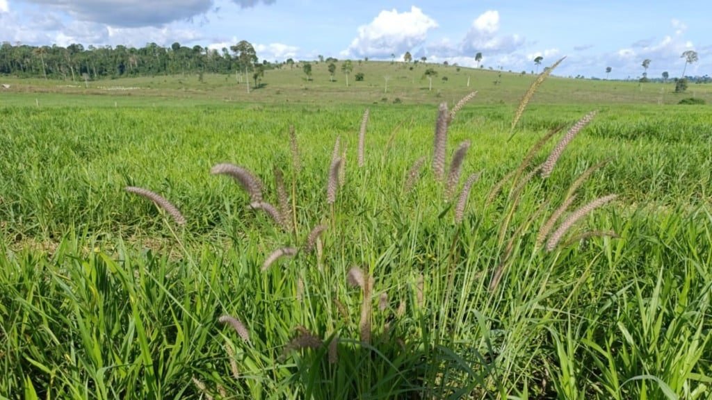 Insfestação de capim "quebra-fazendeiro" ou capim Custódio. Foto: Salim Jacaúna