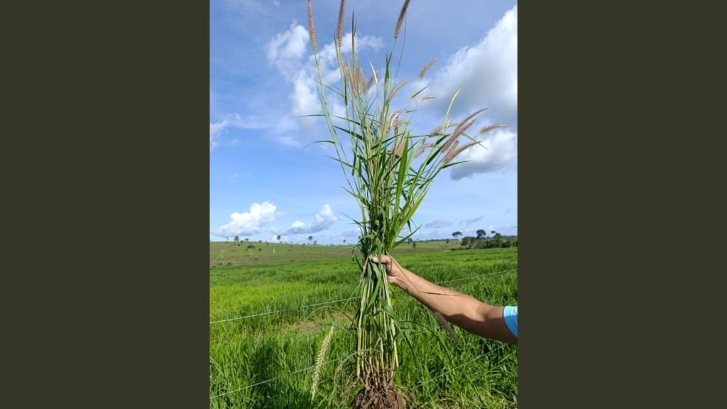 A planta capim "quebra-fazendeiro" ou capim Custódio. Foto: Salim Jacaúna
