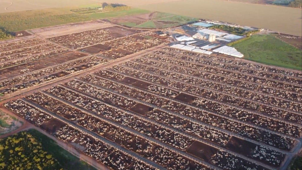 Vista aréa do confinamento de bovinos de corte da Captar Agrobusiness em Luis Eduardo Magalhães (BA). Foto: Divulgação/Captar Agrobusiness