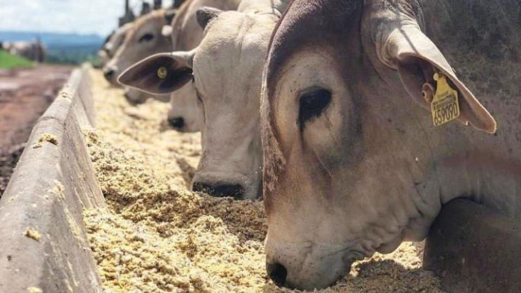 Bovinos se alimentando com DDG no cocho. Foto: Divulgação