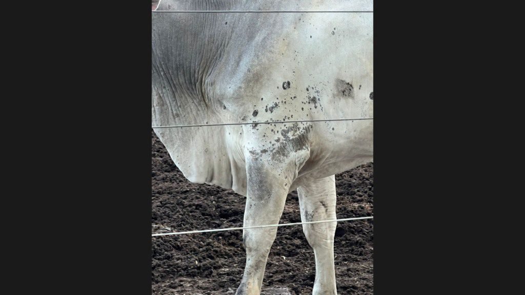 Bovinos com dermatofitose. Foto: Acervo de Guilherme Vieira