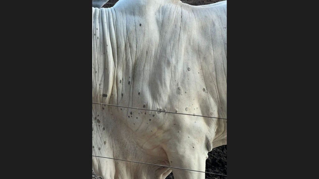 Bovinos com dermatofitose. Foto: Acervo de Guilherme Vieira