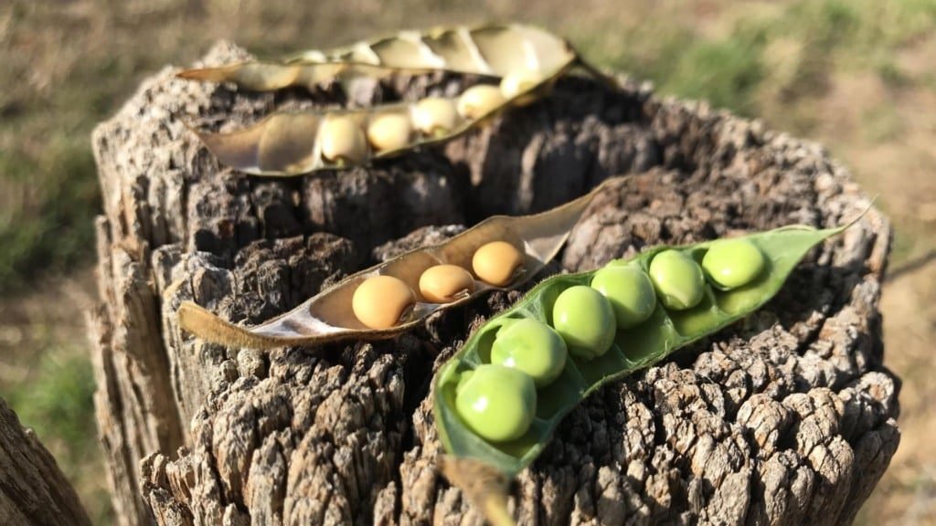 Sementes de feijão guandu BRS Mandarim. Foto: Ana Maria Dantas de Maio/Embrapa Pantanal