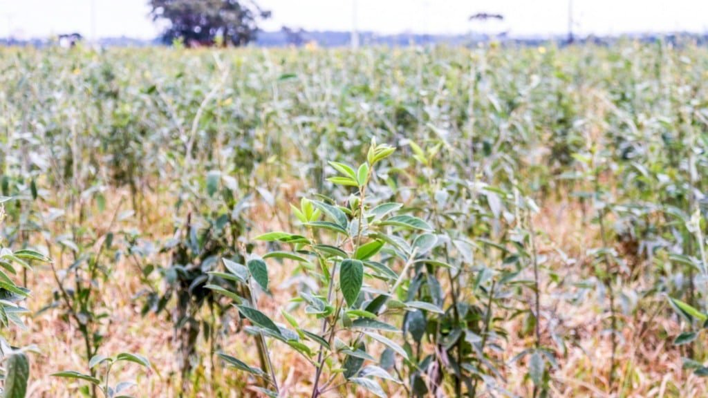 Utilização de feijão-guandu BRS Mandarim para fins de pastagem. Foto: Juliana Sussai/Embrapa Pecuária Sudeste